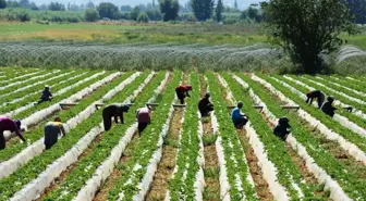 Çilekte Sezon Hazırlıkları Erken Başladı