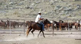 Karaman'da Yılkı Atları Yakalanmaya Başladı