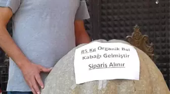 85 Kiloluk Bal Kabağı