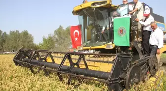 Bafra'da Çeltik Hasat Şenliği Yapıldı