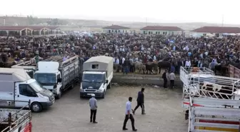 Yükselen Saman Fiyatları Hayvan Pazarını Olumsuz Etkiliyor