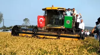 Bafra Ovası 2. Çeltik Hasat Şenliği