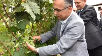 Safranbolu'da Bağbozumu Etkinliği