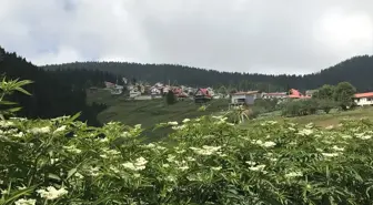 Adası, Yaylası ve Gölleriyle Turist Çekiyor