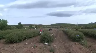 Güller Diyarı' Ülkenin Gül Suyu İhtiyacını Karşılıyor