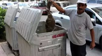 Bebek Cesedi Sanıldı, Kedi Ölüsü Çıktı