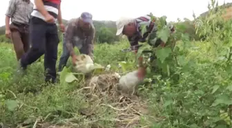 Kestane Kabağı'Nda Hasat Zamanı