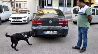 Köpeklerin Bulamaması İçin Bagaja 'Kahve Dökülerek' Gizlenmek İstenen 71 Kilo Esrar Bulundu