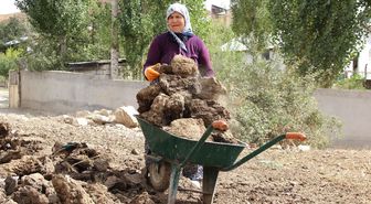 Sivas'ta Kışlık Tezek Hazırlıkları Başladı