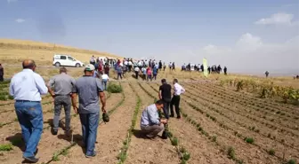 Tıbbi ve Aromatik Bitki Bahçelerinin Tanıtımı Yapıldı