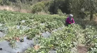 Canik Çileği Markalaşma Yolunda - Samsun