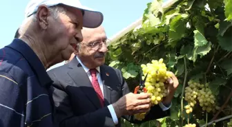 Kılıçdaroğlu Bağda Üzüm Kesti