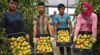 Yayla Domatesi Yeşil Olarak İhraç Ediliyor