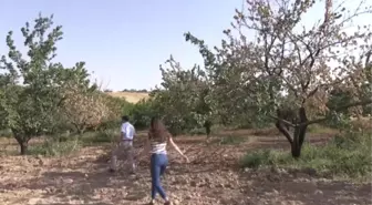 Kuru Kayısı Başkenti'Nde Dal Kuruması