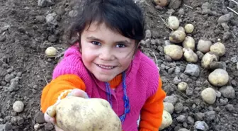 Niğde'de Patates Hasadı Başladı