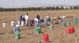 Niğde'de Patates Hasadı Başladı