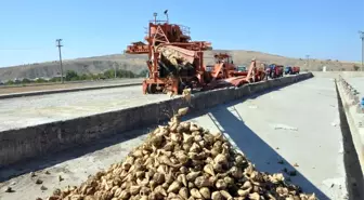 Pancar Alımları Törenle Başladı