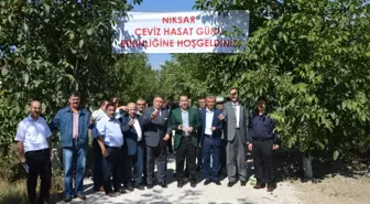 Niksar'da Ceviz Hasadı Etkinliği