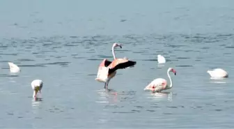 Van'da Flamingo Festivali