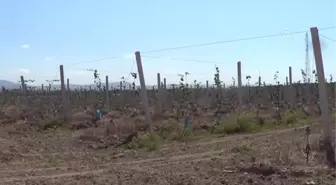 Kivi Üreticilerinin Yeni Gözdesi Biga ve Gönen