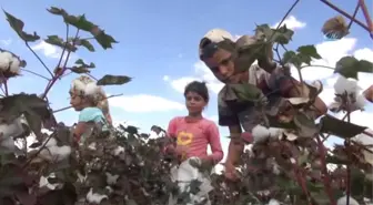 Yaşıtları Okulda, Onlar Pamuk Tarlasında Çalışıyor