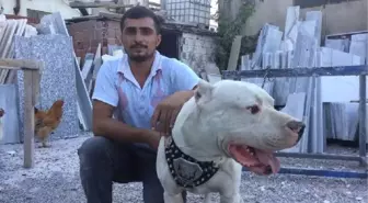 Hırsızlar Mermer Atölyesinin Köpeğini Çaldı