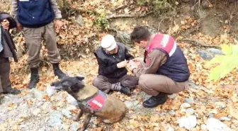 Kayıp Adamı Jandarmanın İz Takip Köpeği 'Cadı' Buldu