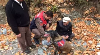 Kayıp Kişi, İz Takip Köpeği Tarafından Bulundu