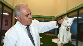 Kedi Güzellik Yarışmasının Birincisi 'Kartopu' İlgi Odağı Oldu