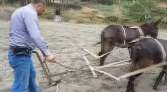 Tarımda Eşek Devri