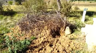 Ceset Yiyen Ayı, Kastamonu'da Yeniden Ortaya Çıktı