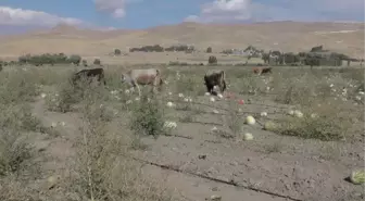 Geç Gübrelenen Binlerce Kavun ve Karpuz Hayvanlara Yem Oldu