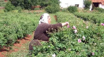 Gülçiçeği Taban Fiyatı 8 Lira 70 Kuruş