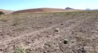 Muş'ta Karpuzlar Tarlada Kaldı Hayvanlara Yem Oldu