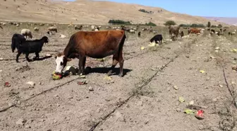 Muşta Karpuzlar Tarlada Kaldı Hayvanlara Yem Oldu