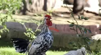 Çay Bahçesinde Süs Tavuğu ve Horozu Besliyor