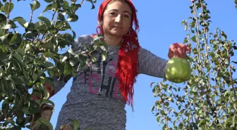 Bir Deveci Armudu, 1 Kilo 155 Gram! Görenler Kavun Zannediyor