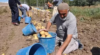 Patates Ekimi Yapan Çiftçilerin Pazar ve İşçi Sıkıntısı