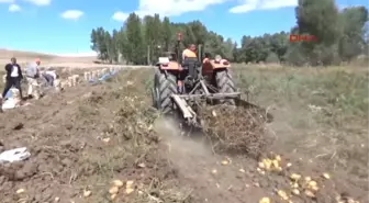 Yozgat Patates Ekimi Yapan Çiftçilerin Pazar ve İşçi Sıkıntısı