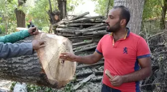 Çatak'ta Halk Sağlığını Tehdit Eden Kavak Ağaçları Kesiliyor