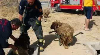 Köpeklerden Kaçan Koyun Sürüsü Kuyuya Düştü; 1 Koyun Telef Oldu