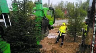 Altıntaş'ta Ağaç Nakil Çalışmaları