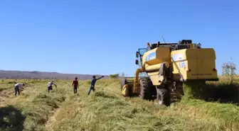 Karacadağ'da Pirinç Hasadı Başladı