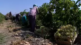 Türkiye'nin Üzüm İhtiyacının Yüzde 10'unu Karşılıyorlar... Hoşköy'de Üzüm Hasadı Başladı