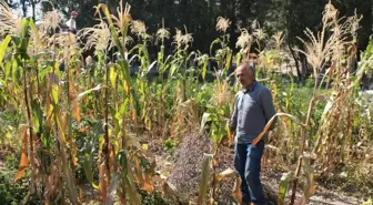 50 Yıllık Genetiği Bozulmamış Sebze Tohumlarından Ürün Elde Edildi