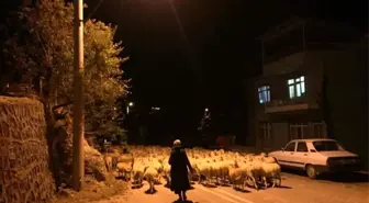 Göçebeler Yaylalardan Dönmeye Başladı
