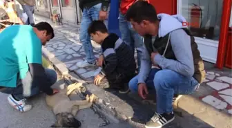 Isparta Yaralı Yavru Köpeğin Yardımına Çevredekiler Koştu