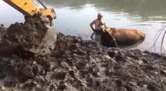 İtfaiyeden İnek Kurtarma Operasyonu