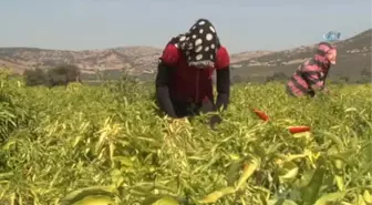 Manisalı Biber Üreticileri Devletten Prim Bekliyor