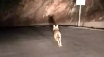 Tahtalı Zirvesinde Aç Kalan Kurtlar Yola İndi
